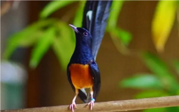 Tips Melatih Burung Murai: Membuat Si Kicau Hati Menyanyi Dengan Bahagia